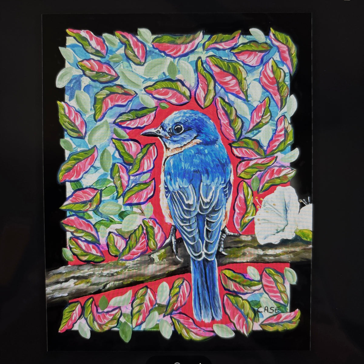 Bold Bird Series