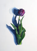 Purple Tulip - 8x10 inches Print